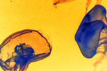 blue and yellow jellyfish wallpaper