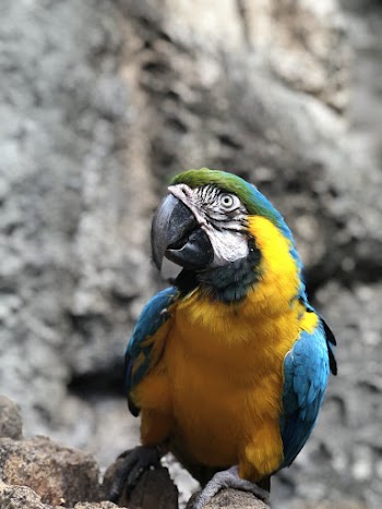 Blue And Yellow Macaw