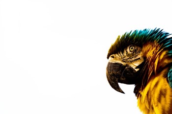 Blue-and-yellow Macaw