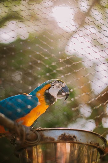 Blue And Yellow Macaw Bird