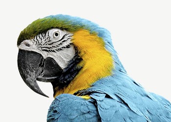 Blue-and-yellow Macaw bird collage element | Free PSD - rawpixel