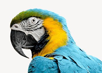 Blue-and-yellow Macaw bird isolated design | Free Photo - rawpixel