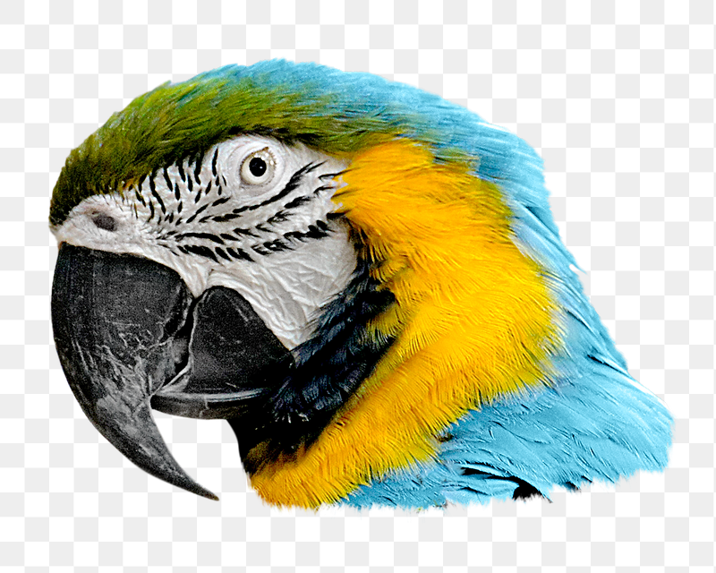 Blue-and-yellow Macaw bird png sticker, | Free PNG - rawpixel