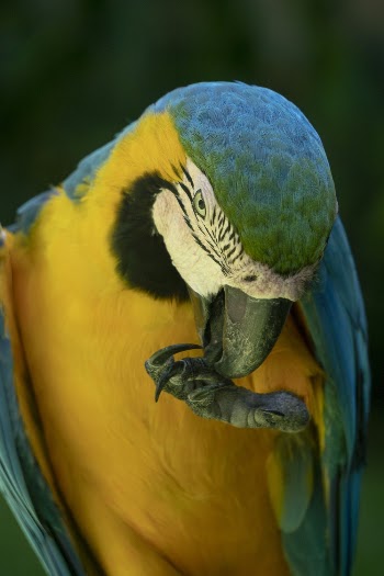 Blue-and-yellow Macaw Licking It's Claw