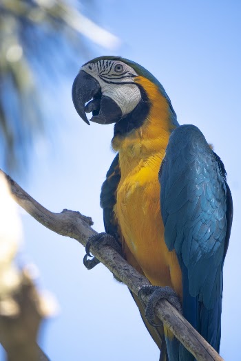 Blue and Yellow Macaw Perched on Twig