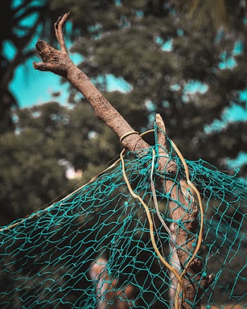 Blue and Yellow Net on Tree
