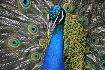 Blue and Yellow Peacock