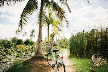 blue beach cruiser bike near on the coconut tree