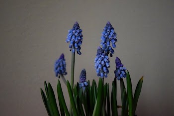 Blue Bell Shaped Flowers
