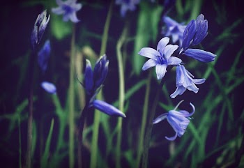 Blue Bells