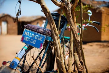 blue bicycle beside the green leafed plant