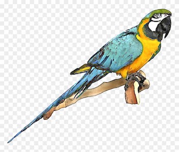 Blue Bird Clipart - Macaw Clip Art