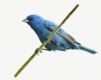 Blue bird collage element psd | Free PSD - rawpixel