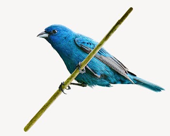 Blue bird isolated design | Free Photo - rawpixel
