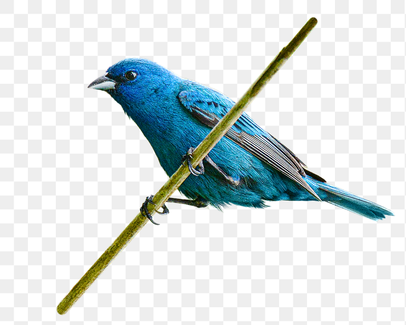 Blue bird png sticker, transparent | Free PNG - rawpixel