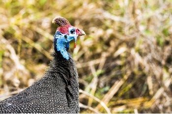 Blue, Black, and Red Bird Macro Photography