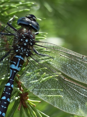 Blue Black Dragonfly