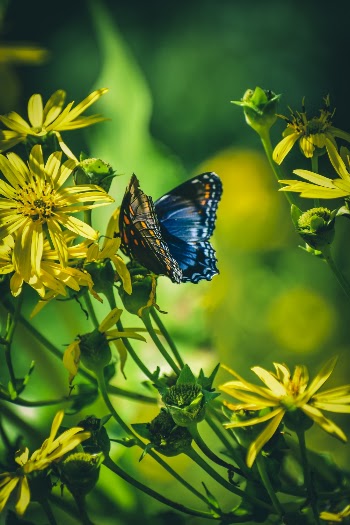 Blue Butterfly