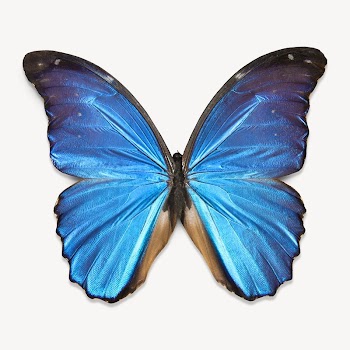 Blue butterfly animal isolated design | Free Photo - rawpixel
