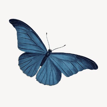 Blue butterfly clipart, illustration vector. | Free Vector - rawpixel