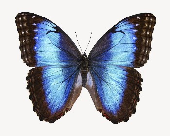 Blue butterfly collage element, isolated | Free PSD - rawpixel