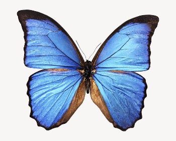 Blue butterfly collage element, isolated | Free PSD - rawpixel