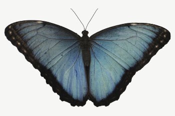 Blue butterfly collage element, isolated | Free PSD - rawpixel