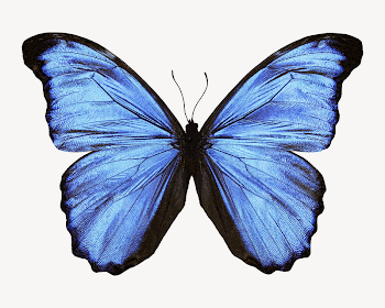Blue butterfly collage element psd | Free PSD - rawpixel