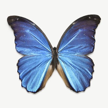 Blue butterfly collage element psd | Free PSD - rawpixel