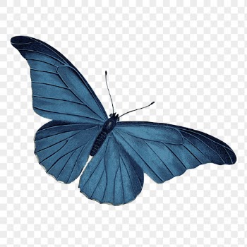 Blue butterfly png color drawing, | Free PNG - rawpixel