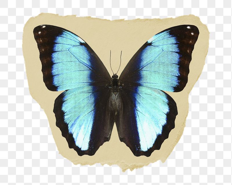 Blue butterfly png ripped paper | Free PNG - rawpixel