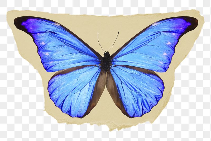 Blue butterfly png ripped paper | Free PNG - rawpixel