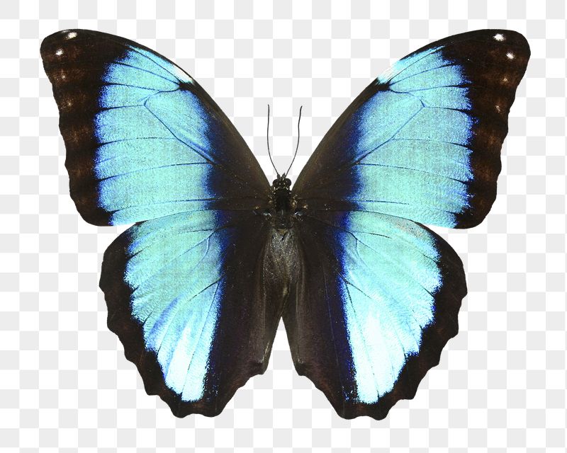 Blue butterfly png sticker, aesthetic | Free PNG - rawpixel