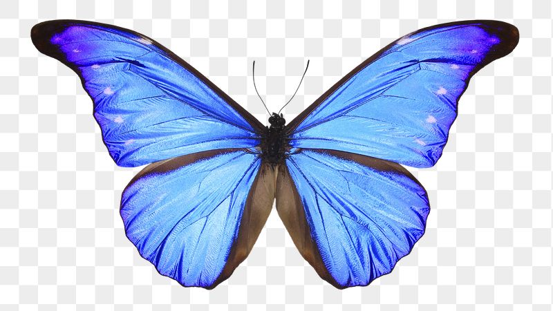 Blue butterfly png sticker, aesthetic | Free PNG - rawpixel