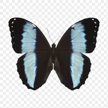 Blue butterfly png sticker, animal | Free PNG - rawpixel