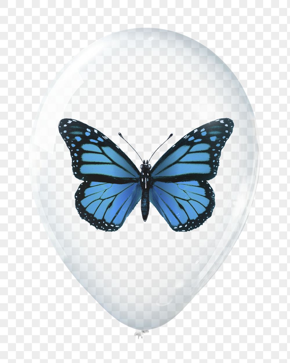 Blue butterfly png sticker, animal | Free PNG - rawpixel