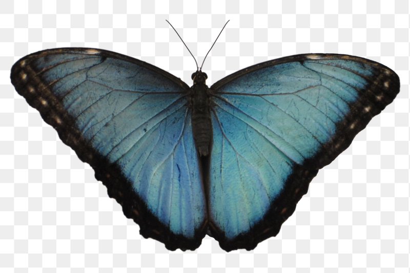 Blue butterfly png sticker, animal | Free PNG - rawpixel