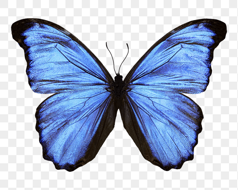 Blue butterfly png sticker, transparent | Free PNG - rawpixel