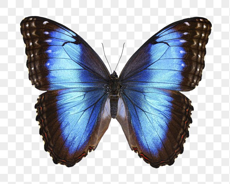 Blue butterfly png sticker, transparent | Free PNG - rawpixel