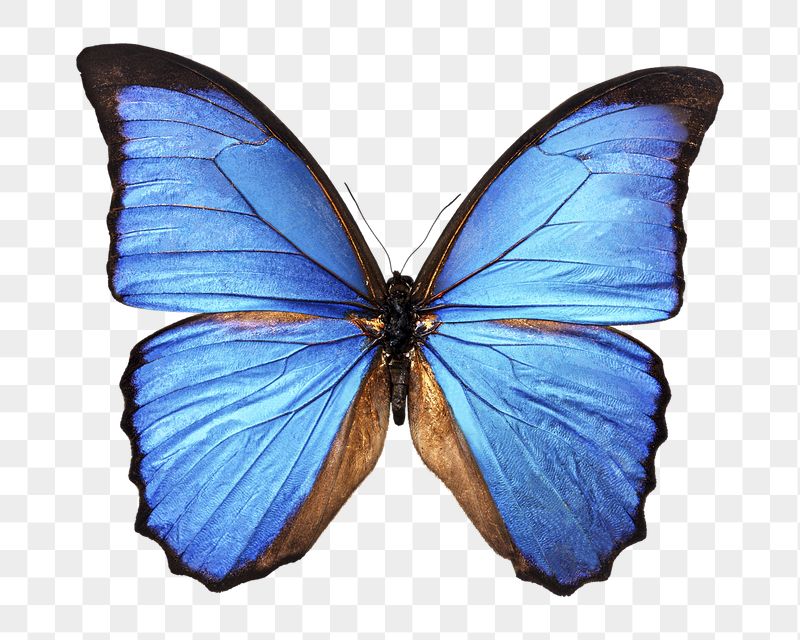 Blue butterfly png sticker, transparent | Free PNG - rawpixel