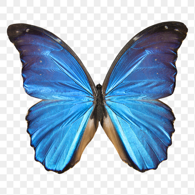 Blue butterfly png sticker, transparent | Free PNG - rawpixel