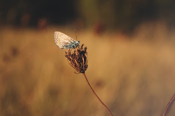Blue Butterfly Standing on Brown Flower Bud