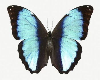Blue butterfly sticker, aesthetic insect | Free PSD - rawpixel