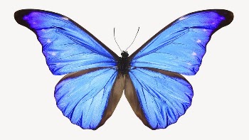 Blue butterfly sticker, aesthetic insect | Free PSD - rawpixel