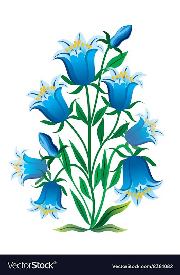 Blue Campanula Plant vector image