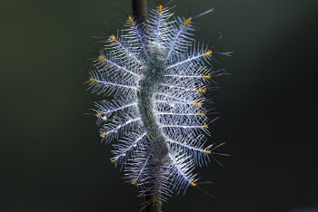Blue Catterpillar