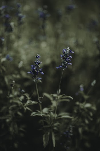 Blue Cluster Flowers