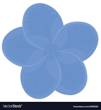 blue color plumeria frangipani flower