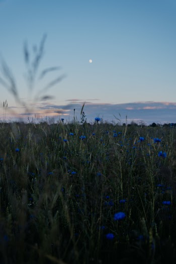 Blue Cornflowers