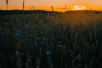 Blue Cornflowers